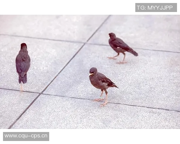 从零起步掌握排球技巧与力量训练的全方位指南